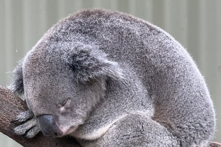 Besök ett koala sanctuary