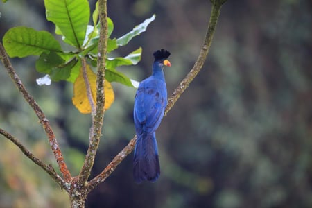 Kæmpeturako i Nyungwe National Park 