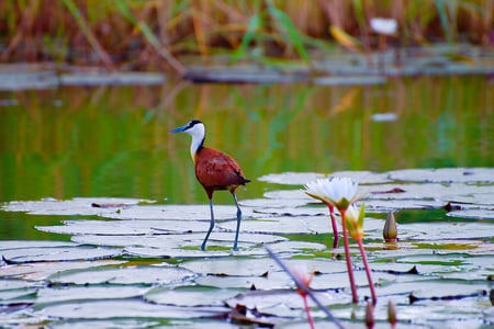 Afrikansk bladhøne går vandet i Botswana