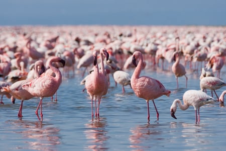 Flamingoja Lake Nakurun kansallispuistossa