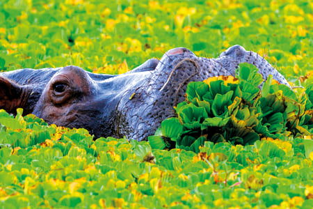 Sejl blandt flodheste i Lake Naivasha