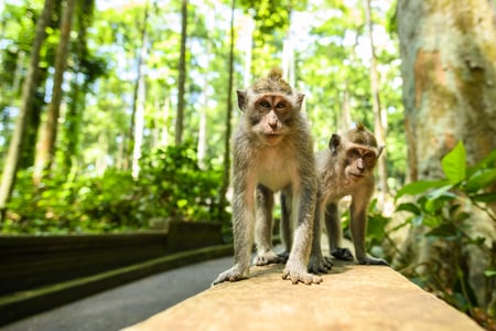 Makaker i Monkey Forest, Ubud