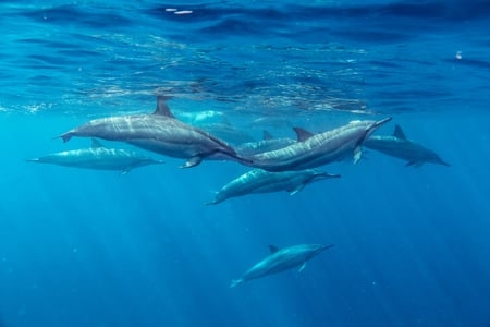 Tag på delfinsafari