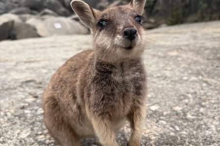 Se Australiens bild djur