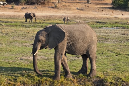 Elephant in a safari