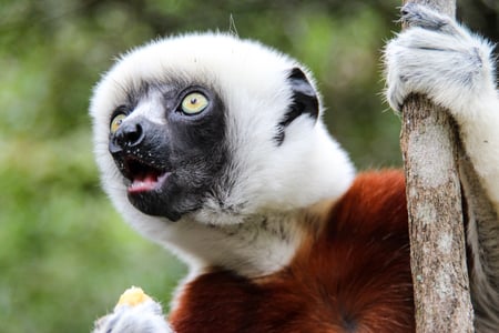 Coquerel's sifaka i Andasibe-Mantadia