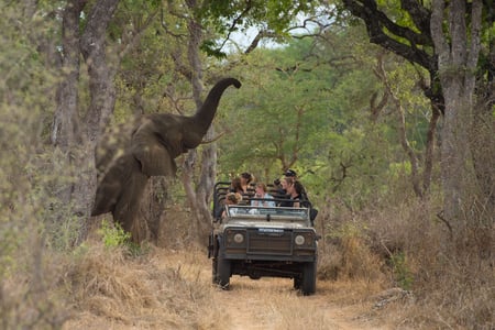 Safari elephant