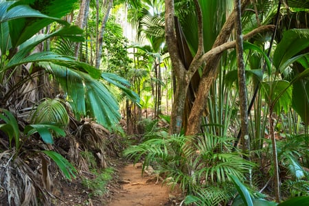 Upplev Unesco-listade Vallée de Mai