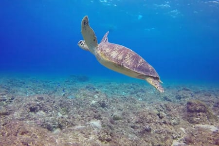 Swim alongside sea turtles on Perhentian Islands