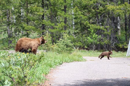 Grand Teton wild life spotting