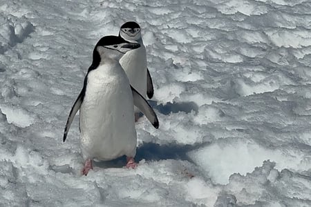 Penguins walking in the snow