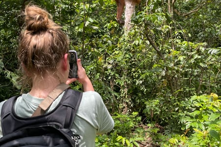 Se orangutanger på Sumatra.