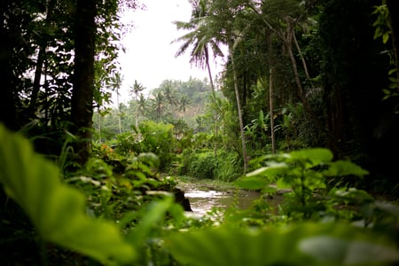 The amazon rainforest