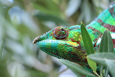 Kamæleon i Madagaskar
