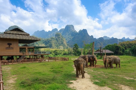 Elefanter i Thailands grönskande natur