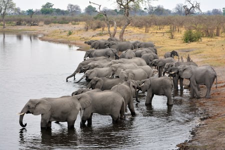 Kavangofloden