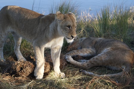 Wildlife