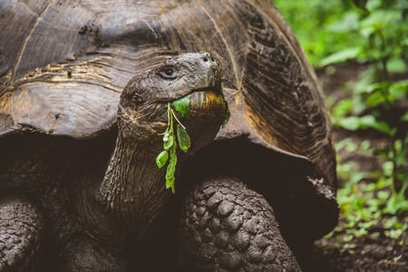 Mød kæmpeskildpadder på Galapagos