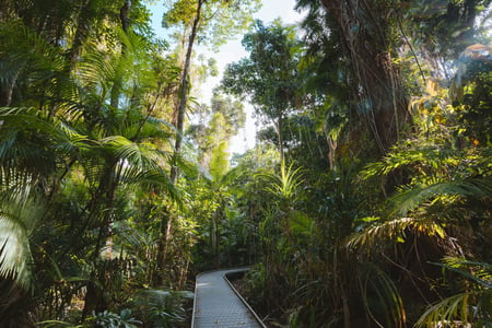 Udforsk regnskoven i Cape Tribulation