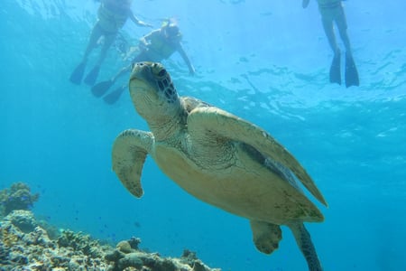 Go snorkling with sea turtles