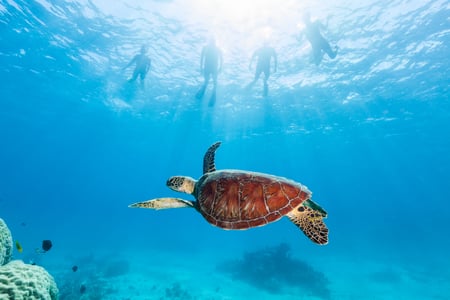 Havskildpadde i Great Barrier Reef