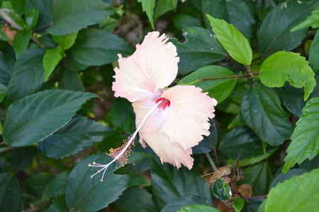 Yasawa-øerne