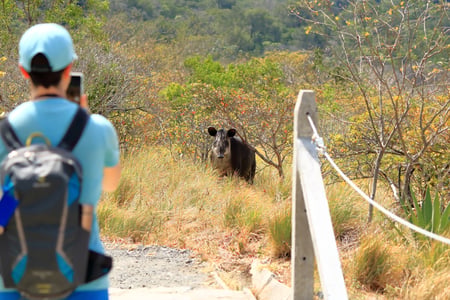 Tapir i Rincon de la Vieja National Park