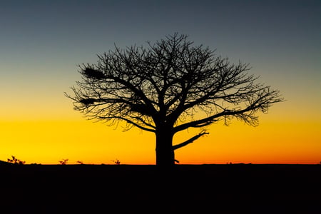 Tree at sunset in Botswana