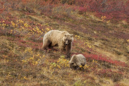Denali National Park, Alaska, USA