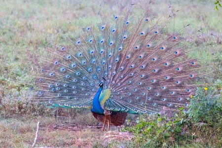Påfågel i Yala National Park