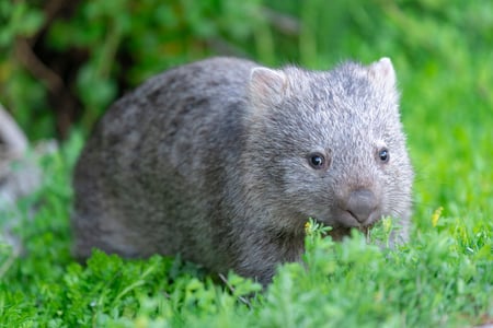 Vombat i Wilsons Promontory