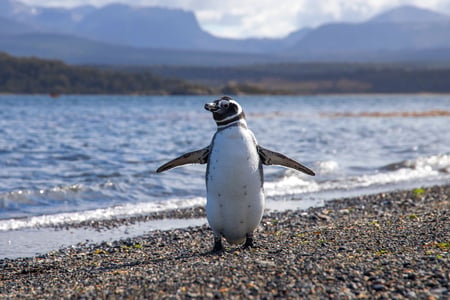 Penguin on a beach in Patagonia
