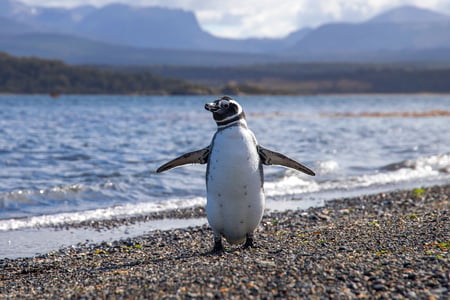 Penguin on a beach in Patagonia
