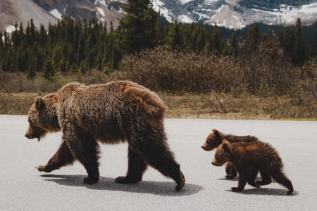 Brunbjörn på Icefields Parkway i Rocky Mountains