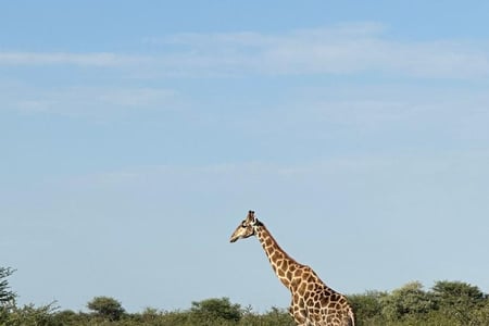 Se giraffer på savannen