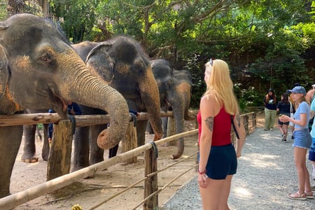 Heimsækið fíla sanctuary í Phuket