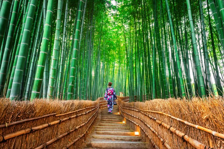 Bambusskoven i Arashiyama ved Kyoto