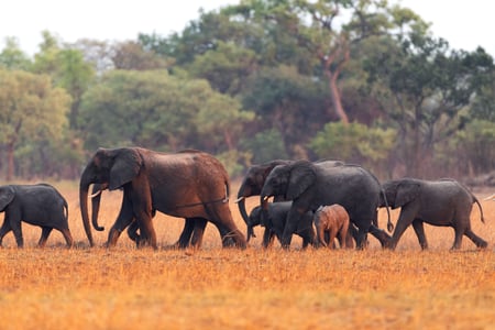 Kom helt tæt på Kenyas utrolige dyreliv
