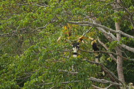 Näshorns-fåglar vid Elephant Hills i Khao Sok
