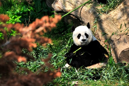 Spot reuzenpanda's in Chengdu