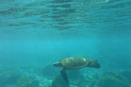 Snorkeling in the Galapagos