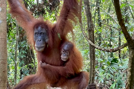 Mama orangutang and her young one