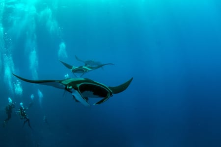 Djævlerokke i lagunen