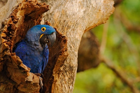Hyacintara papegøje i Pantanal