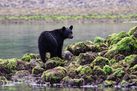 Sortbjørn på Vancouver Island