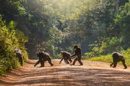 Gorilla's crossing a road in Uganda