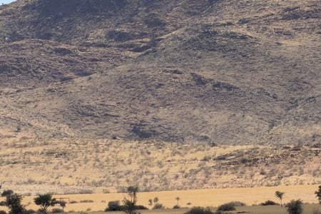 Rhinos on the savannah in South Africa