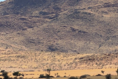 Rhinos on the savannah in South Africa
