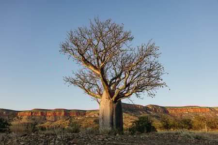 Boab-træ ved Cockburn Range nær Gibb River Road