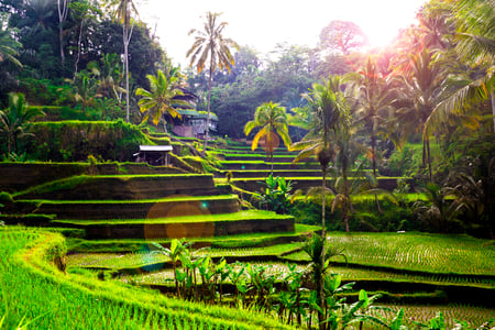 Rismarkerna vid Ubud